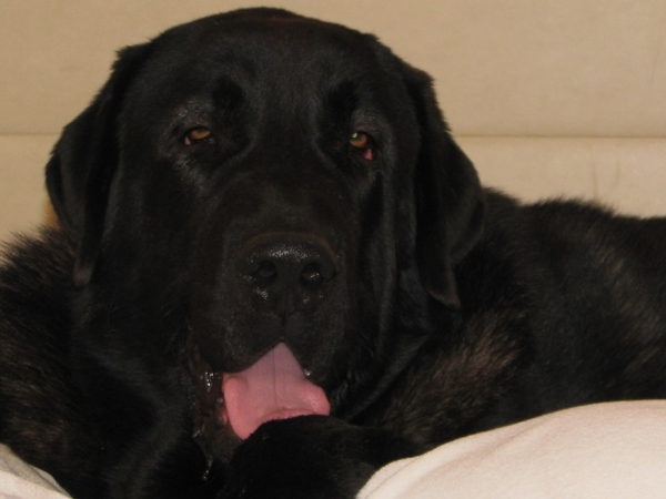 Cueto de Buxionte - first trip to the show
Cueto in the hotel in Bratislava before WDS 2009.

(Surco de Fuente Mimbre x Negrita de Buxionte)
Keywords: head portrait cabeza cortedemadrid Madridsky Dvor