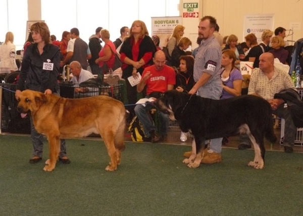 World Dog Show 2009, Males Open class
Keywords: 2009 cortedemadrid