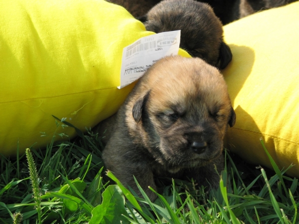 The son of Hessi Mastibe and Neron de Filandon 2 weeks (first walk)
Neron de Filandon x Hessi Mastibe
22.08.2008 

Keywords: puppyrussia cortedemadrid