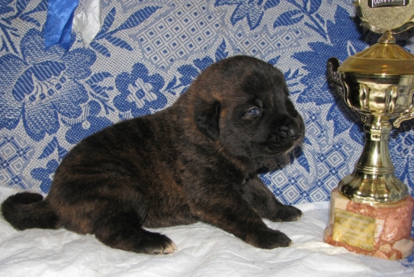 Little son of Hessi Mastibe and Neron de Filandon 2 weeks
Neron de Filandon x Hessi Mastibe
22.08.2008 

Keywords: puppyrussia cortedemadrid