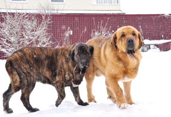 Neron de Filandon and Hessi Mastibe
Keywords: snow nieve corredemadrid