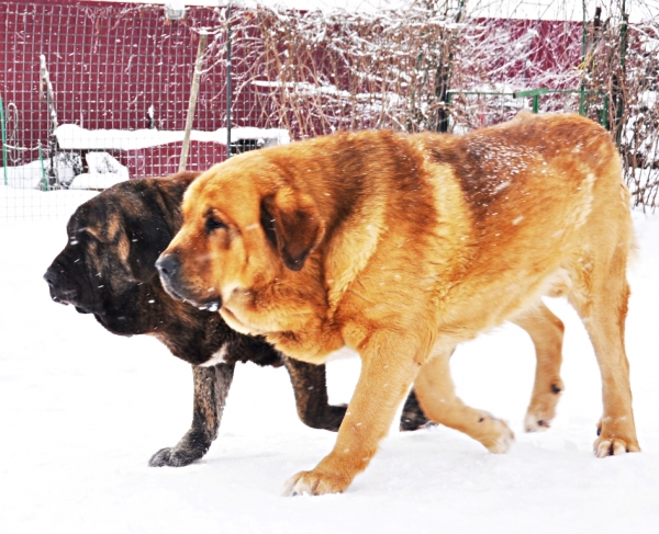 Neron de Filandon and Hessi Mastibe
sweet couple
Keywords: snow nieve cortedemadrid