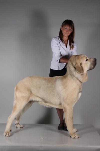 Severo de Filandon 10 months: Best junior - International Dog Show in Tulln - Austria - 26.09.2010
International Dog Show in Tulln - Austria - 26.09.2010
Best junior
Keywords: 2010 cortedemadrid Severo