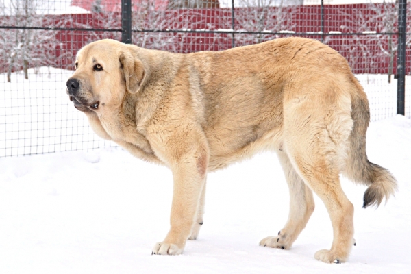 Severo de Filandon 13 months
Keywords: snow nieve cortedemadrid gennady