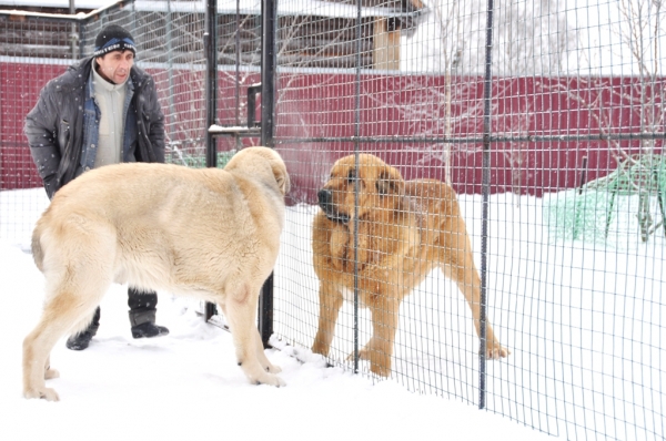 Neron de Filandon 4.5 years and Severo de Filandon 13 monts
Who is main here?
Keywords: snow nieve cortedemadrid