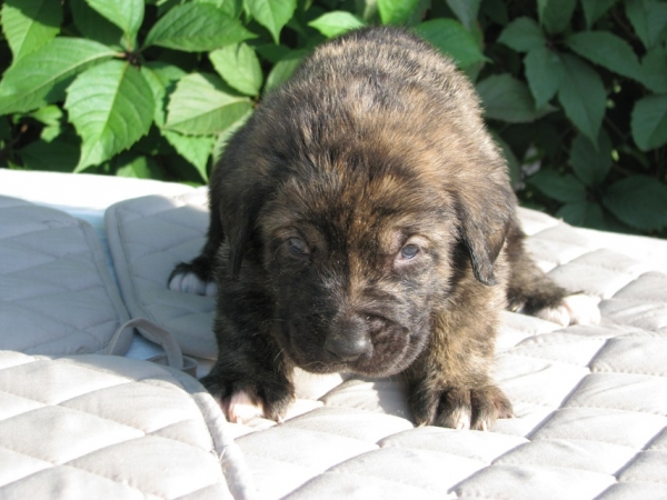 Bogemia 4 weeks (Neron de Filandon x Hessi Mastibe) 
Neron de Filandon x Hessi Mastibe
22.08.2008 

Keywords: puppyrussia cortedemadrid