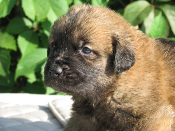 Buenaventura 4 weeks (Neron de Filandon x Hessi Mastibe) 
Neron de Filandon x Hessi Mastibe
22.08.2008 

Keywords: puppyrussia cortedemadrid