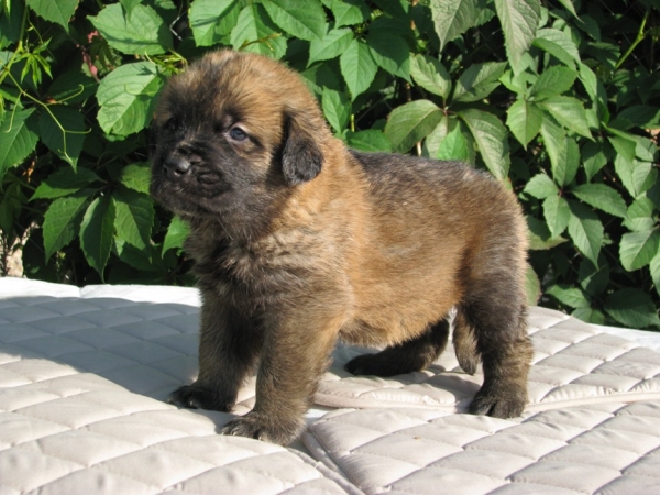 Buenaventura 4 weeks (Neron de Filandon x Hessi Mastibe) 
Neron de Filandon x Hessi Mastibe
22.08.2008 

Keywords: puppyrussia cortedemadrid