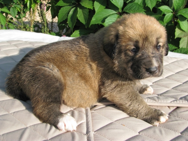 Female puppy 4 weeks (Neron de Filandon x Hessi Mastibe) 
Neron de Filandon x Hessi Mastibe
22.08.2008 

Keywords: puppyrussia cortedemadrid