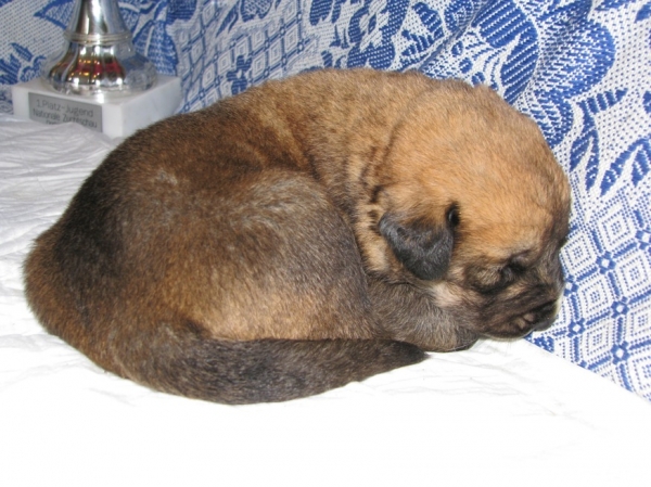 Little daughter of Hessi Mastibe and Neron de Filandon 2 weeks
Neron de Filandon x Hessi Mastibe
22.08.2008 

Keywords: puppyrussia cortedemadrid