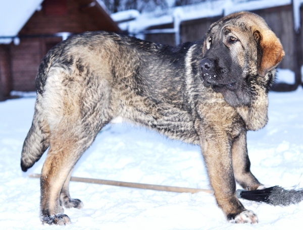 Elvis s Madridskogo Dvora 7 months
The besom - favourite toy!
Keywords: snow nieve cortedemadrid