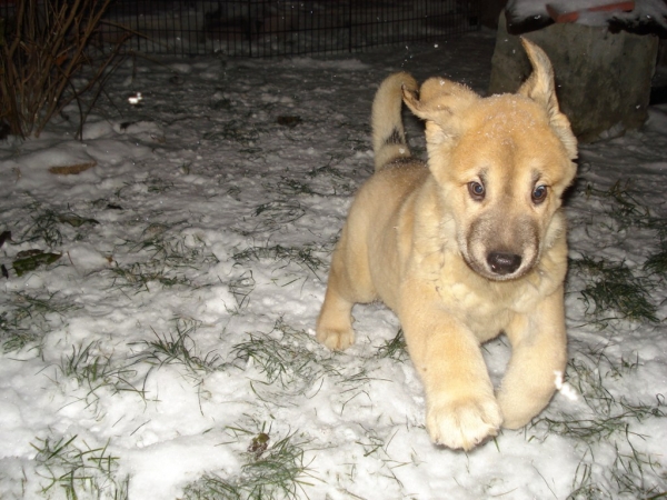 Baccocho s Madridskogo Dvora 2 months Happy of first snow
Puppies born in Russia:
Neron de Filandon x Hessi Mastibe

Keywords: cortedemadrid