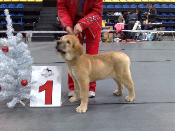 Baccocho s Madridskogo Dvora 4 months - first show!
Madridsky Dvor, puppy
Keywords: puppyrussia cortedemadrid