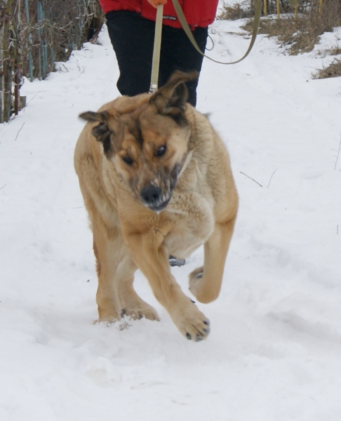 Spanish Mastiff 1 year 9 months
Испанский мастиф Визави Де Климансон 
возраст 1 год 9 мес.

Translated with Google: 
Spanish Mastiff De Klimanson
the age of 1 year 9 months.
Keywords: snow nieve