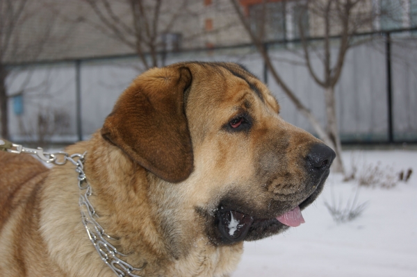 Spanish Mastiff 1 year 9 months
Испанский мастиф Визави Де Климансон 
возраст 1 год 9 мес.

Translated with Google: 
Spanish Mastiff De Klimanson
the age of 1 year 9 months.
Keywords: snow nieve