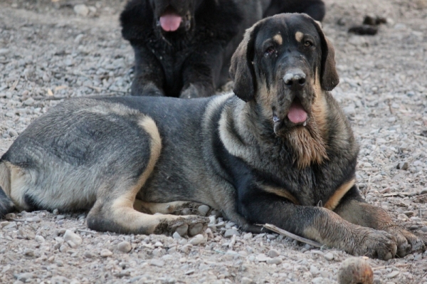 CELTA del  VIEJO  PARAMO
Celta con 6 meses de edad, es hija de Zurdo de Valdejera x  Arena del Viejo Paramo y nieta de Diana de Buxionte.
Keywords: leonvera