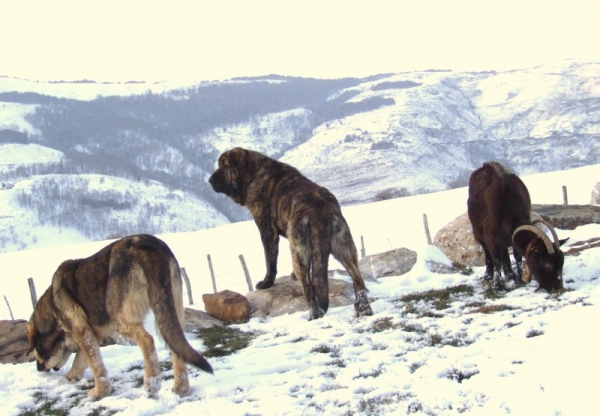 JONAS DE DUELOS Y QUEBRANTOS
JONAS ATENTO Y GUARDIAN
Keywords: snow nieve