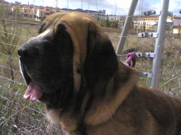 EGIPCIO DE MONTES DEL PARDO
(PIZARRO DE M. DEL PARDO X TULA DE M. DEL PARDO), 2 AÑOS Y 11 MESES.
Keywords: conde head portrait cabeza