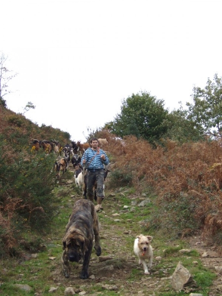 MASTINES Y GANADO: JONAS, CACHORRO DE MASTIN
Keywords: duelos quebrantos