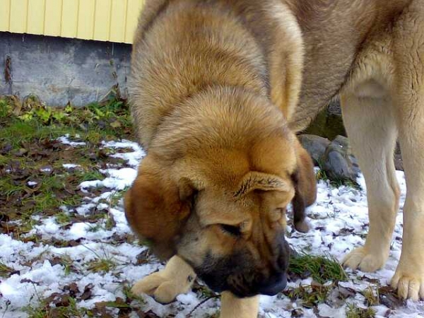 Dozy Dragon Herbu Wielka Lapa
8months boy
(Druso de la Aljabara x Bancia Dobra Rasa) 
Keywords: satu dozy puppy poland