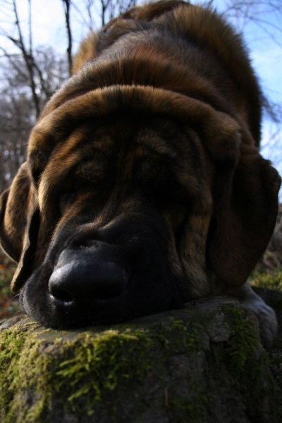 PORTER 13 months
In the wood
Keywords: head portrait cabeza