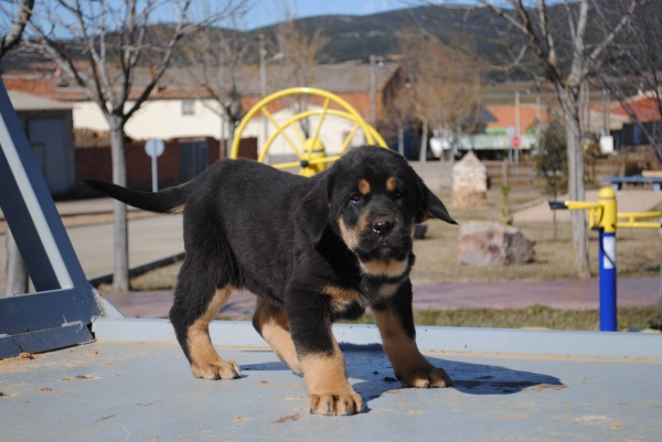 Cachorra de Mastin Español Negro-Fuego Robada en Librilla (Murcia)
Me han robado una cachorra de 2 meses de Mastin Español negro-fuego,tiene ausencia de espolones en las patas traseras y le falta una vacuna por poner.A sido robada en el pueblo de Librilla(Murcia) el día 25 de Marzo de 2015 a las 15: 30 h mas o menos,a sido un hombre de unos 50 años mas o menos de origen Español que iba bien vestido y llevaba 3 críos de 7 u 8 años mas o menos e iba con un citroen c5 oscuro.Se ofrece recompensa al que encuentre a la cachorra.Pido seriedad.Contesto email, wasap y llamadas.La cachorra era de mi hijo y ahora mismo esta destrozado.Si sabeis de alguien o algo por muy pequeño que sea o por muy raro que os parezca decirmelo por favor os lo agradecería un montón.Estos son mis datos:
Email:mastines-espanoles@hotmail.com o si no mastinesdecarrascoy@hotmail.com
Telf:636726906(wasap)
Las fotos no son actuales
Actualmente la cachorra tiene 3 meses
Os agradeceria toda vuestra ayuda
Keywords: carrascoy Cachorra Robada