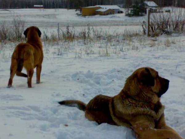 Guardians in the snow
Keywords: satu