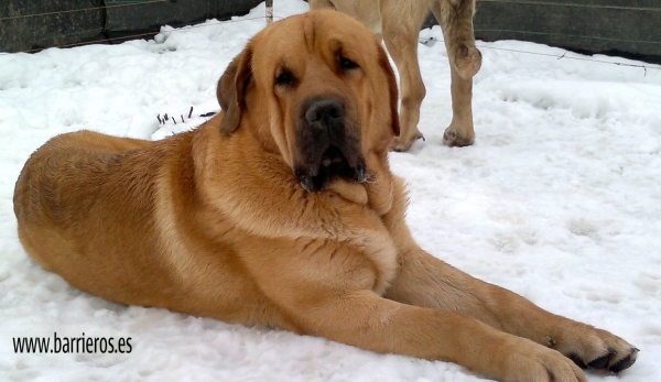 PINON DE BARRIEROS
Keywords: BARRIEROS snow nieve