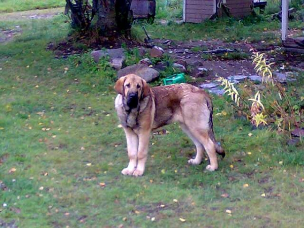 Dozy Dragon Herbu Wielka Lapa - 6 months old
(Druso de la Aljabara x Bancia Dobra Rasa) 
Keywords: satu puppies