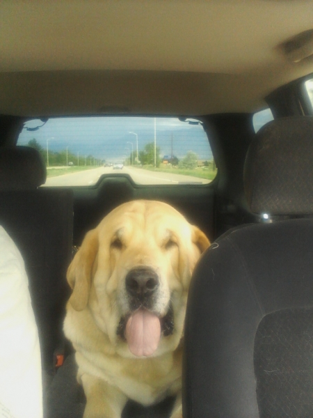 Leon   (Romulo de Campollano)
Leon going for a ride with Papa y Abuelo
Keywords: moreno