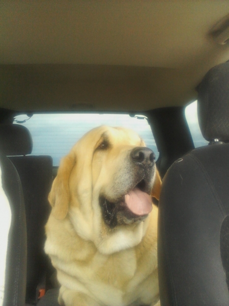 Leon  (Romulo de Campollano)
Leon going for a ride with Papa y abuelo
Keywords: moreno