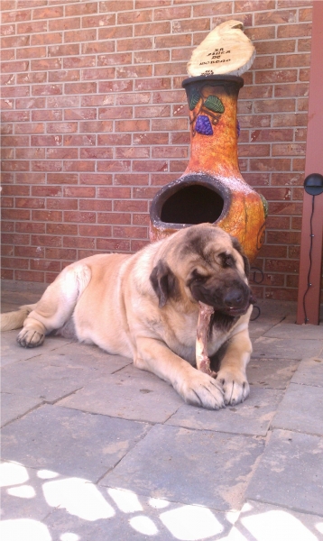 Gitana and her bone
Gitana enjoying an Elk Bone..

Gitana disfrutando de su gueso de alce
Keywords: moreno