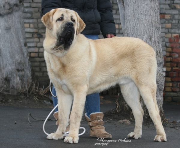 Trez Bao la Madera - Puppy Class, Very Promising 1, Best Puppy - National Show Cynology Spring 2008, Russia, Moscow, 23.03.2008
Keywords: 2008 cortedemadrid