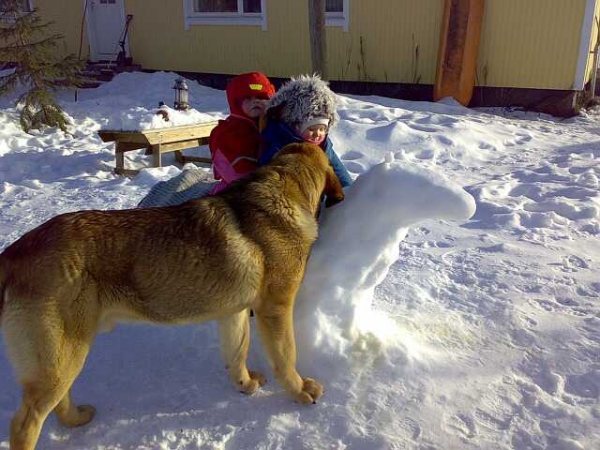 Dozy Dragon Herbu Wielka Lapa with Matti and Miisa
Keywords: satu, dozy, finland, poland