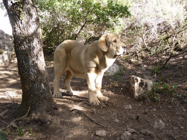 Heracles de Altos de Valdearazo
Cachorro con 5 meses.
Palavras chave: ALTOS DE VALDEARAZO