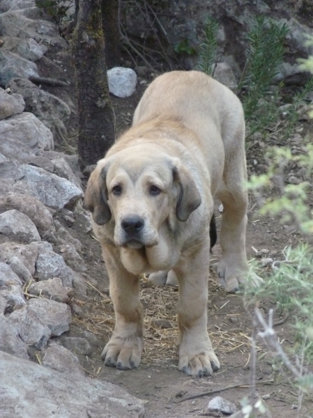 Heracles de Altos de Valdearazo.
Cachorro de 5 meses.
Keywords: ALTOS DE VALDEARAZO