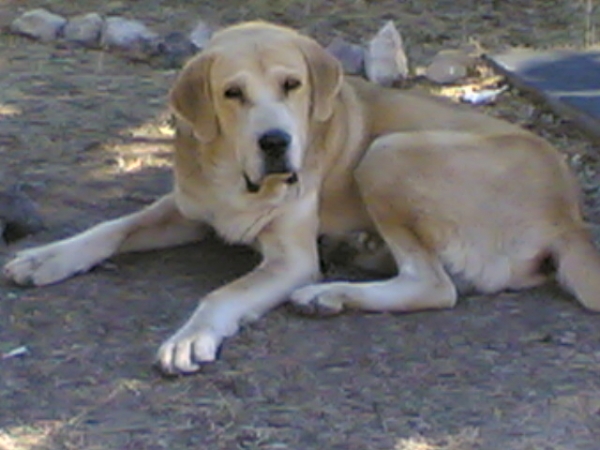 Bartolo
Bartolo, mastin leones de 4 años y medio. Desconozco los padres. 
Fabulosa estampa ( 91 cm hasta la cruz ) y gran cabeza.
Keywords: bartolo mastin perro extremeÃ±o leones leon caceres