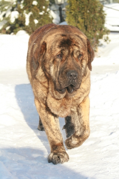 Banderas s Madridskogo Dvora 17 months (Neron de Filandon x Hessi Mastibe)
Keywords: snow nieve banderas