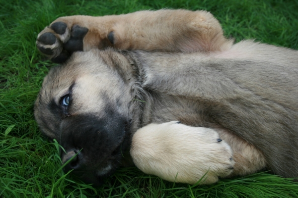 Aisha 2 months - daughter of Neron de Filandon and Komtesa Sofie Tornado Erben
Neron de Filandon x Komtesa Sofie Tornado Erben
Born: 12.04.2008 

Keywords: puppyrussia cortedemadrid