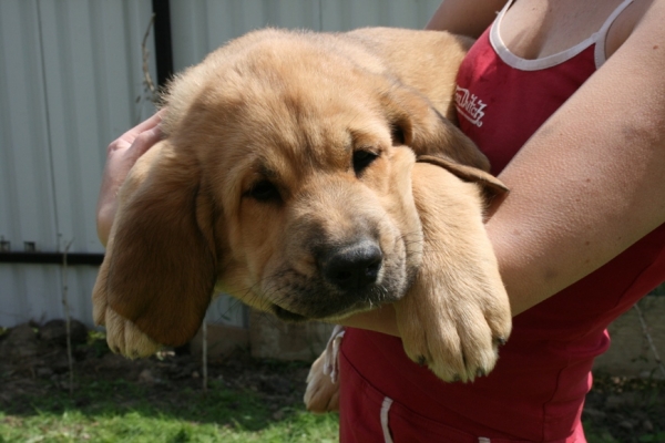 Arnella - 2 months - daughter of Neron de Filandon and Komtesa Sofie Tornado Erben
Neron de Filandon x Komtesa Sofie Tornado Erben
Born: 12.04.2008 

Keywords: puppyrussia cortedemadrid