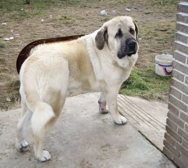 Cooper 03-12-2007
Ffoto de Cooper, nieto de Tigre propiedad de Luis Fernandez Rabanal.
Keywords: molino