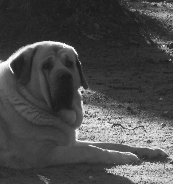 Orson DE HAZAS DE CESTO
24/04/2007
Bulnes DE TORREANAZ X Coral DE HAZAS DE CESTO


Keywords: orson