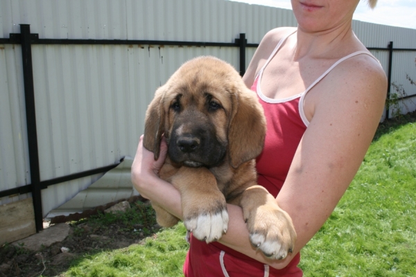 Asol 2 months
Neron de Filandon x Komtesa Sofie Tornado Erben
12.04.2008 

Keywords: puppyrussia cortedemadrid