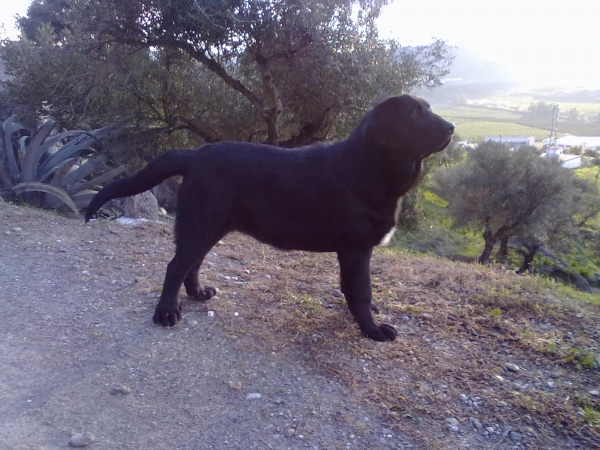 Trajano de Ablanera 4 meses
(Carbonero de Fuente Mimbre x Morena de Ablanera)  

Keywords: trajano