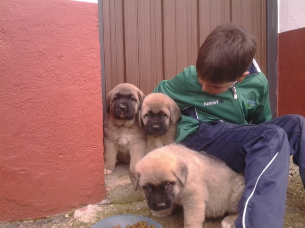 Lola, Flor, Ginebra
cachorras de toranzo
Keywords: toranzo