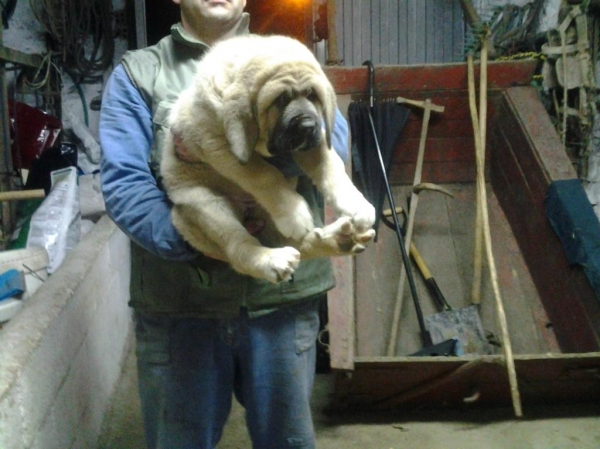 Laya de toranzo
cachorra de toranzo con dos meses
Keywords: toraanzo