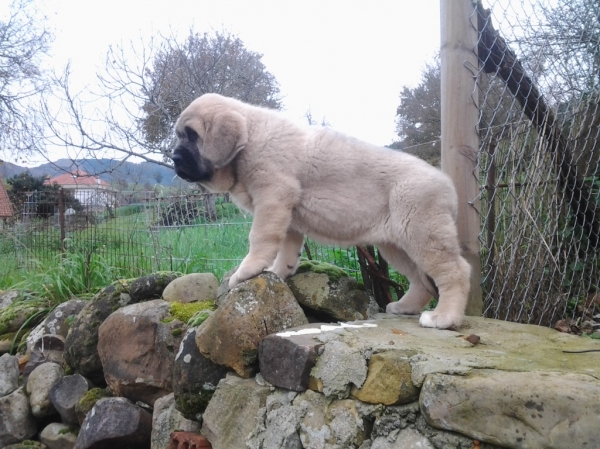 Lola de toranzo
cachorra con dos meses
Keywords: TORANZO