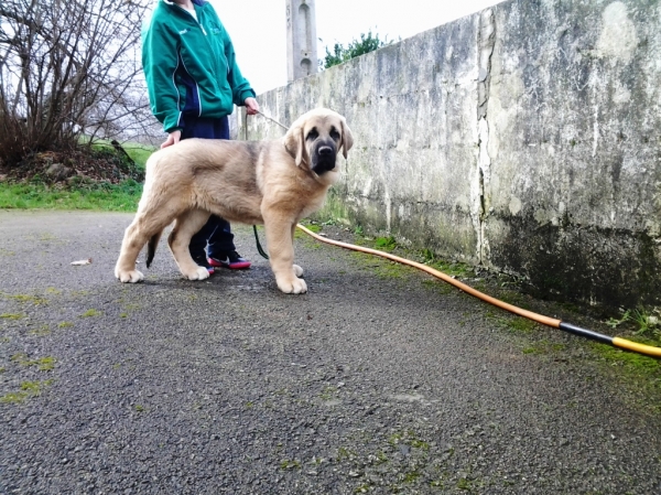 Ginebra de Toranzo
cachorra seleccionada para nuestro afijo
(Wilky x Bohemia)
Keywords: puppyspain toranzo