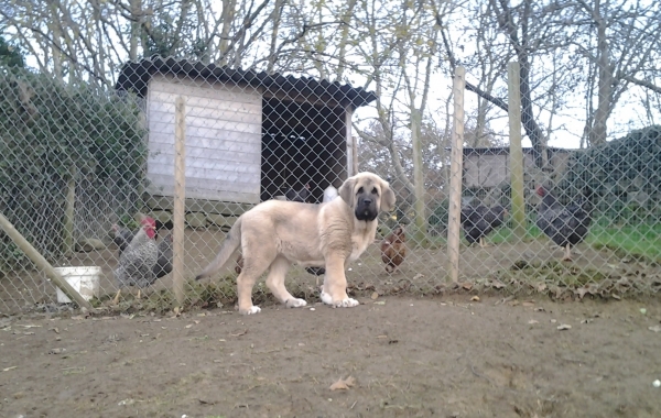 camada Wilki x Bohemia
 Prometedora cachorra con tres meses hermana de Flor Y Ginebra de Toranzo
Keywords: toranzo