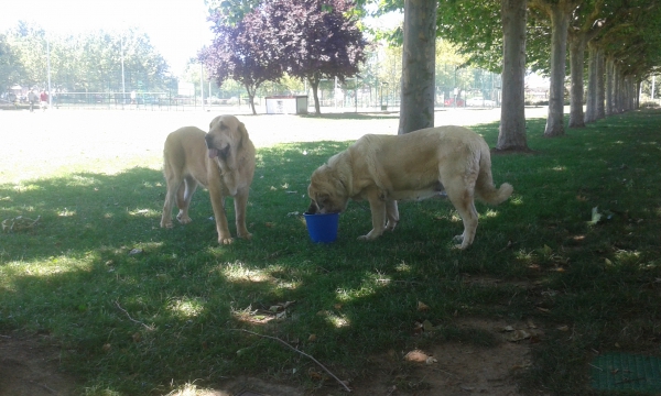Mencía y Arrogante en Veguellina de Órbigo Julio 2015
Mencía de la Masamproy (Oso de la Masamproy X Coral de Tsaciana)
Arrogante Das Uces (Mencía de la Masamproy X Bribón de los 4 Elementos)
Keywords: dasuces 2015